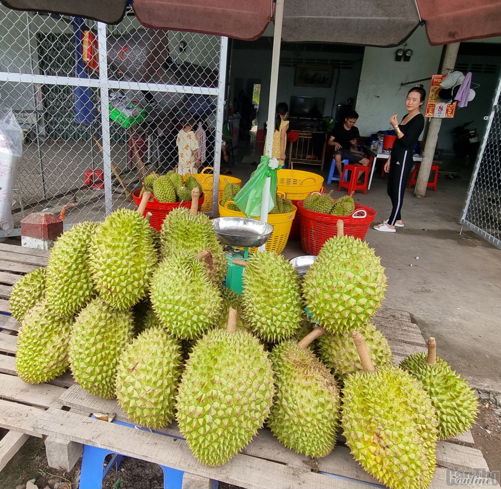 Sầu riêng, thanh long Việt xuất Trung Quốc tăng giá gấp 3 lần