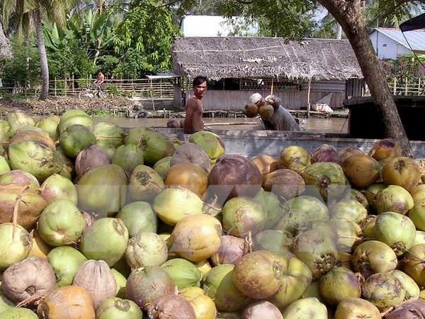 Giá dừa khô Trà vinh tăng cao