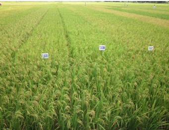 USDA Post dự báo gạo Việt Nam đạt 6,7 triệu tấn xuất khẩu
