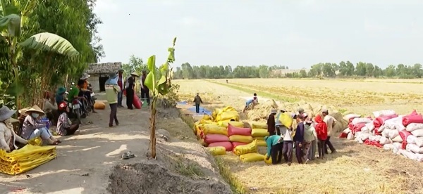 Lúa thương phẩm - ấp 7, xã Hậu Lộc, huyện Tam Bình, tỉnh VĨnh Long.