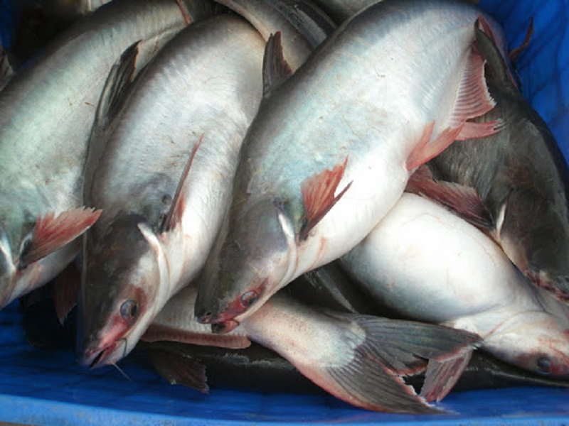 bán cá tra, cá basa, cá tai tượng tại Vĩnh Long