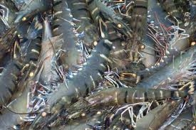 Quy định mới về hỗ trợ giảm tổn thất sau thu hoạch nông thủy sản 2012