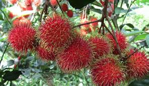 Ảnh 3