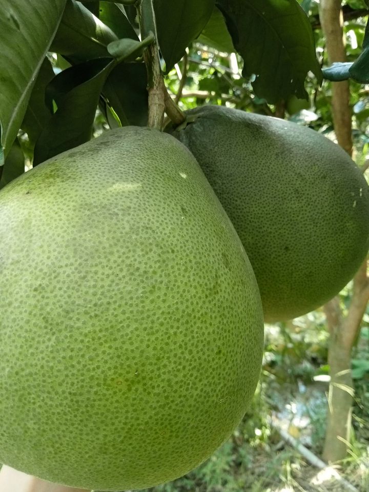 Ảnh 2