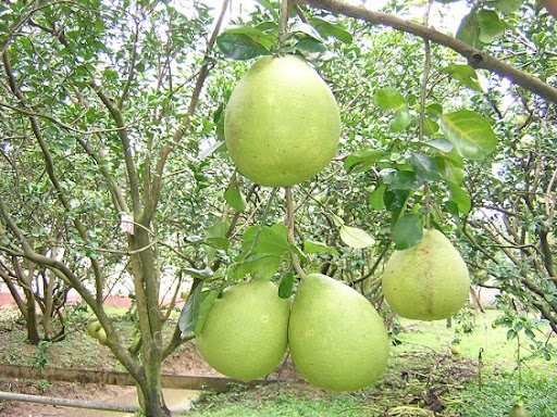 Ảnh 3