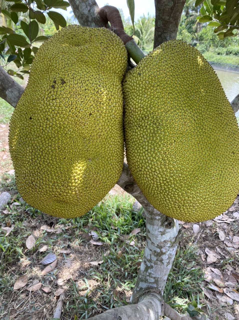 Ảnh 2